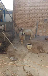 بره ماده سنجابی