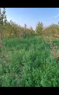 یونجه خشک