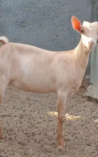 فروش گیسه سلاله اصل مینیاتور