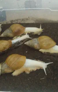 فروش تعداد محدودی حلزون مولد