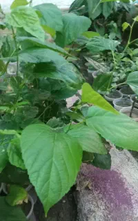 نهال توت و گل حس یوسف با بنجامین