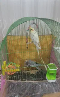 عروس هلندی کار داده با جوجه