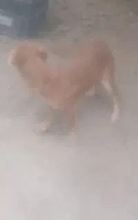 سگ ماده