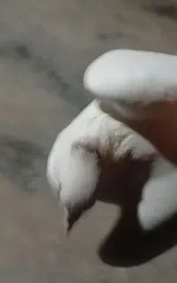 کبوتر سفید با پلاکی