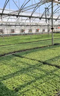 فروش نشا گوجه فرنگی ارقام هیبرید با کیفیت تضمینی