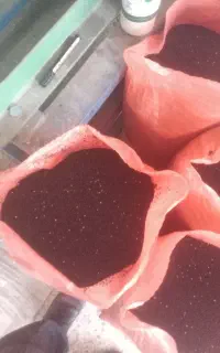 بذر پیاز فلات زرگان