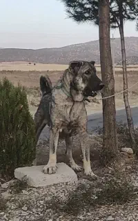 سگ پژدر.