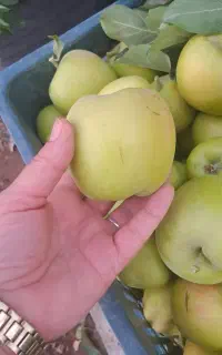 سیب سبز تابستانه ترش و شیرین درشت