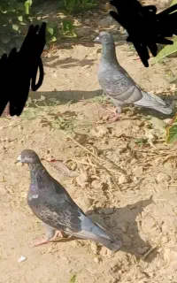 کبوتر
