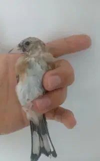 سهره نر حربه دار زوردار زیر دهن