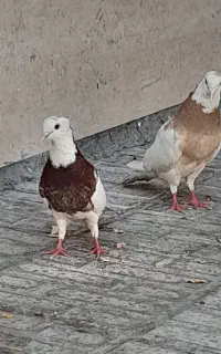 کبوتر