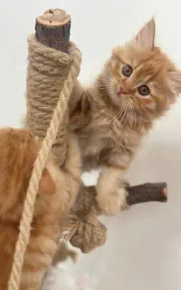 بچه گربه پرشین
