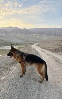 سگ ژرمن شپرد