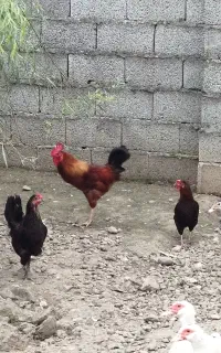 خروس