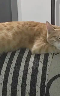 گربه خانگی نر