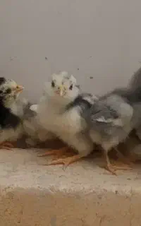 جوجه گلین،جوجه،خال سوزنی،طوسی ،پنگوئنی