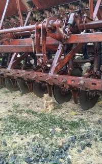 بذر کارروسی