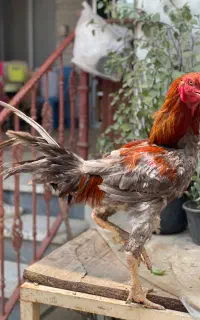 خروس لاری آس