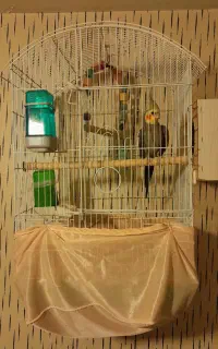 دو جفت عروس هلندی