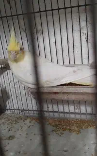 طوطی عروس جفت وتکی ومرغ عشق جفت