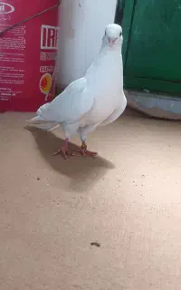 کبوتره صیدشده نر و ماده