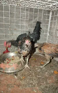 مرغ وخروس