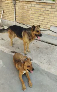 سگ نگهبان خیلی اروم