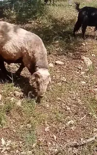 قوچ خوبه سر حال