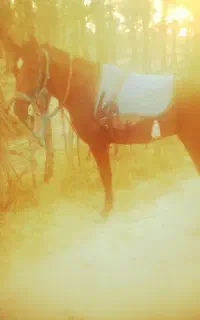 اسبه نریون