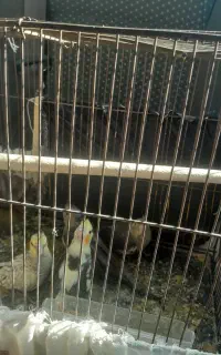 قمیت چهار تا 24000 دانگی دونی 700هزار تومان