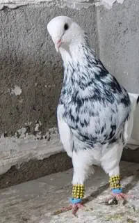 کبوتر