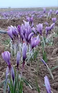 زعفران نگین سوپر درجه یک