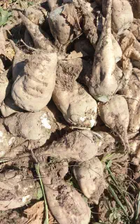 چغندر قند بسیار تمیز برای دام در خدمت