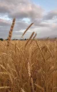 عکاسی و فیلم برداری