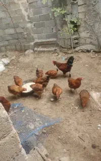 مرغ تخم گذار15عدد