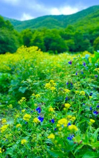 تور یک روزه جنگل‌های پیرداوود
