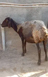 میش مایه کرده افشاری