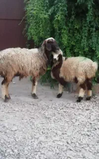 میش بره دار کهره قوچ