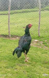 مرغ و خروس لاری