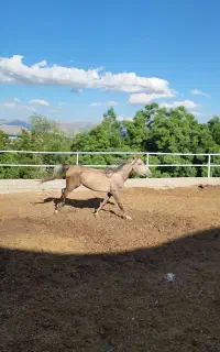 مادیون ۴ ساله کره دیاکو میهمی سر و دم گیری عالی