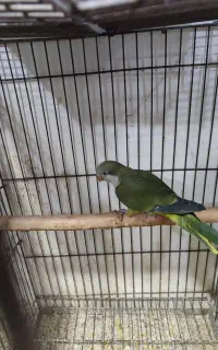 راهب پیدا شده