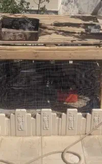 قفس مرغ و خروس