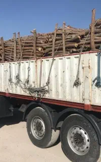 بهترین خریدار چوب و درخت در باغ و منزل