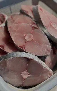 فروش ویژه ماهی شیر