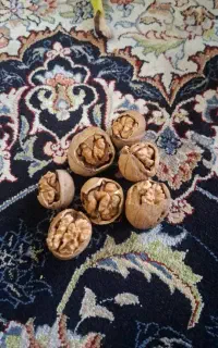 فروش گردوی تازه امسالی