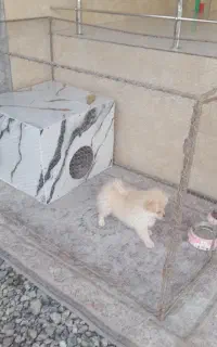 سگ پامرین همراه با باکس