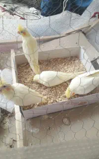 عروس هلندی زعفرونی