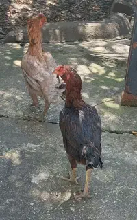 ۳تا مرغ و ۱ خروس لاری اصیل
