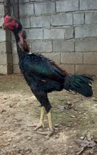 جوجه خروس لاری