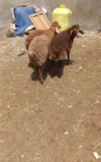 بره از ۱۸کیلو تا ۳۲کیلو
